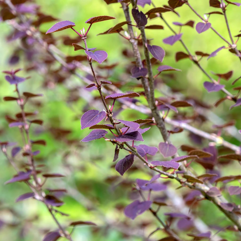 Cercidiphyllum japonicum Rotfuchs - Katsura