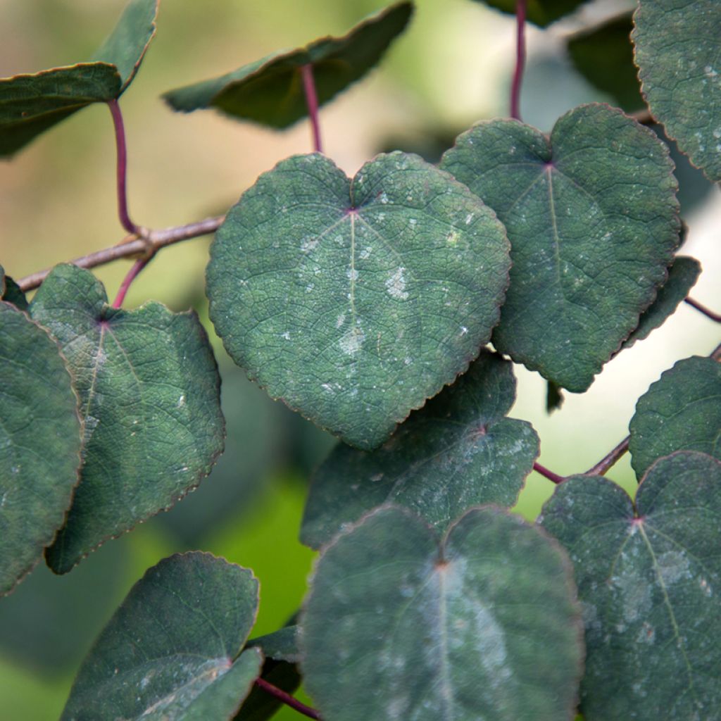 Cercidiphyllum japonicum Rotfuchs - Katsura