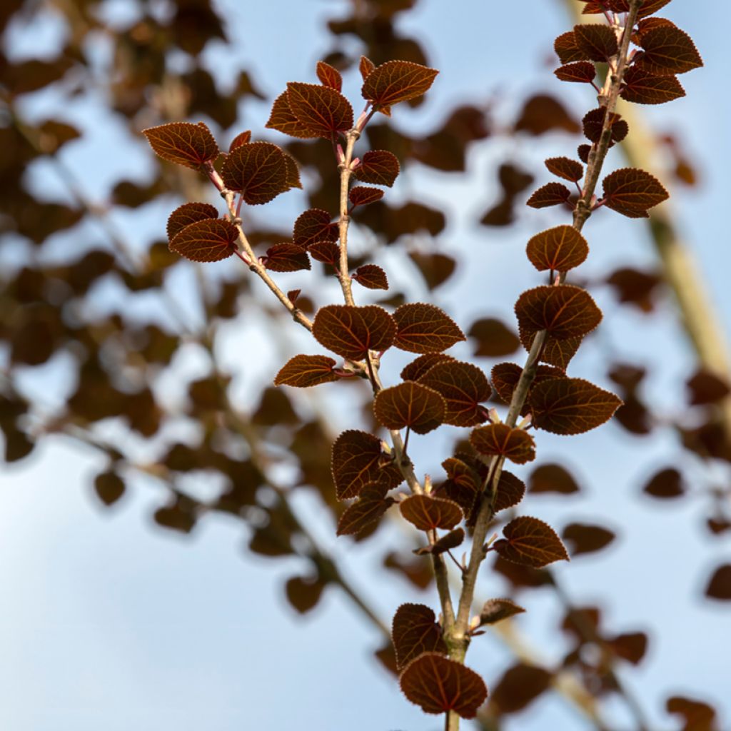 Cercidiphyllum japonicum Rotfuchs - Katsura