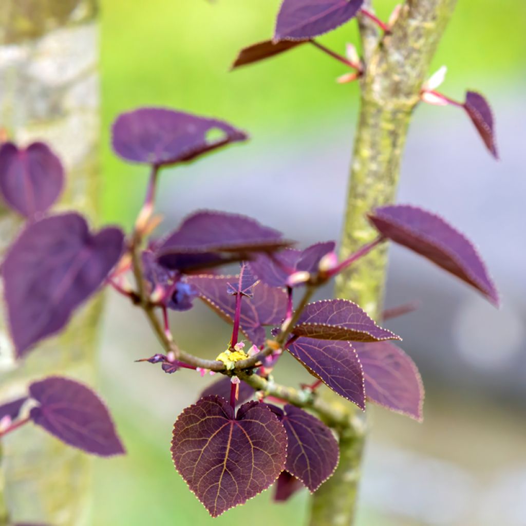 Cercidiphyllum japonicum Rotfuchs - Katsura