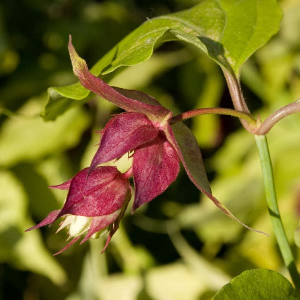 Leycesteria formosa Golden Lanterns - Madreselva del Himalaya