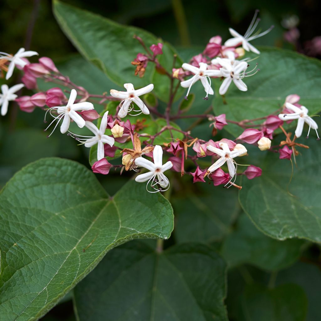 Clerodendrum trichotomum - Arbol del destino