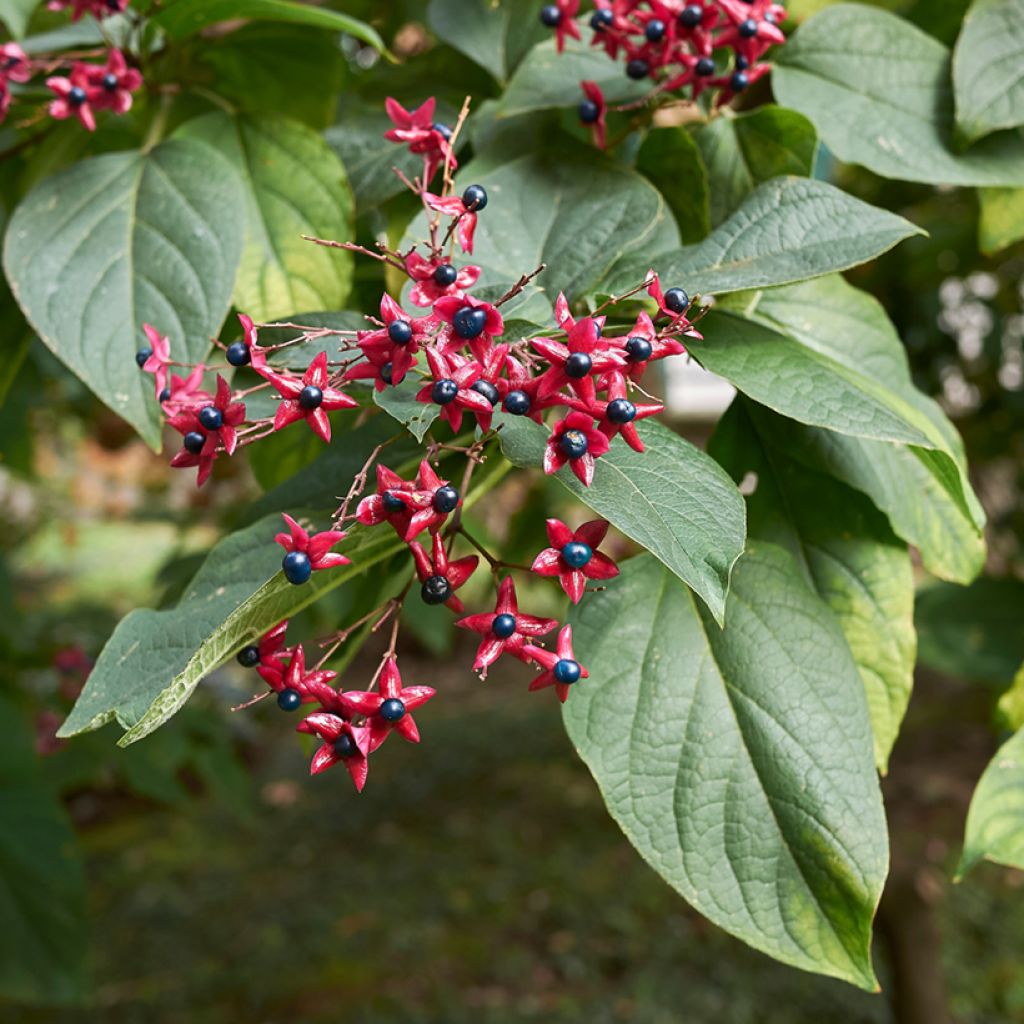 Clerodendrum trichotomum - Arbol del destino