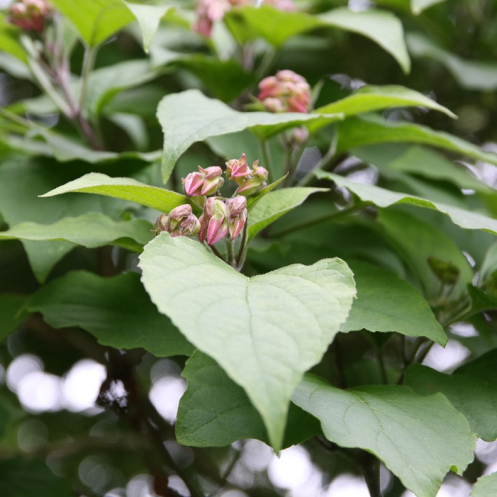 Clerodendrum trichotomum - Arbol del destino