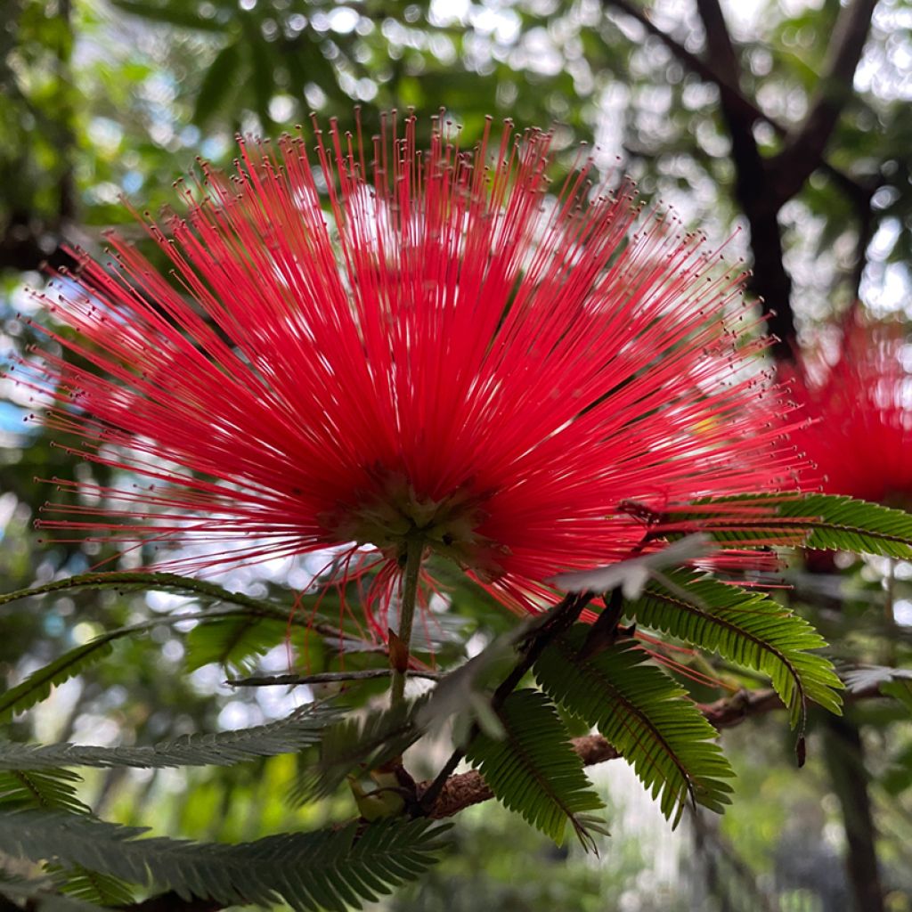 Acacia de Constantinopla Rouge de Tuilière - Albizia