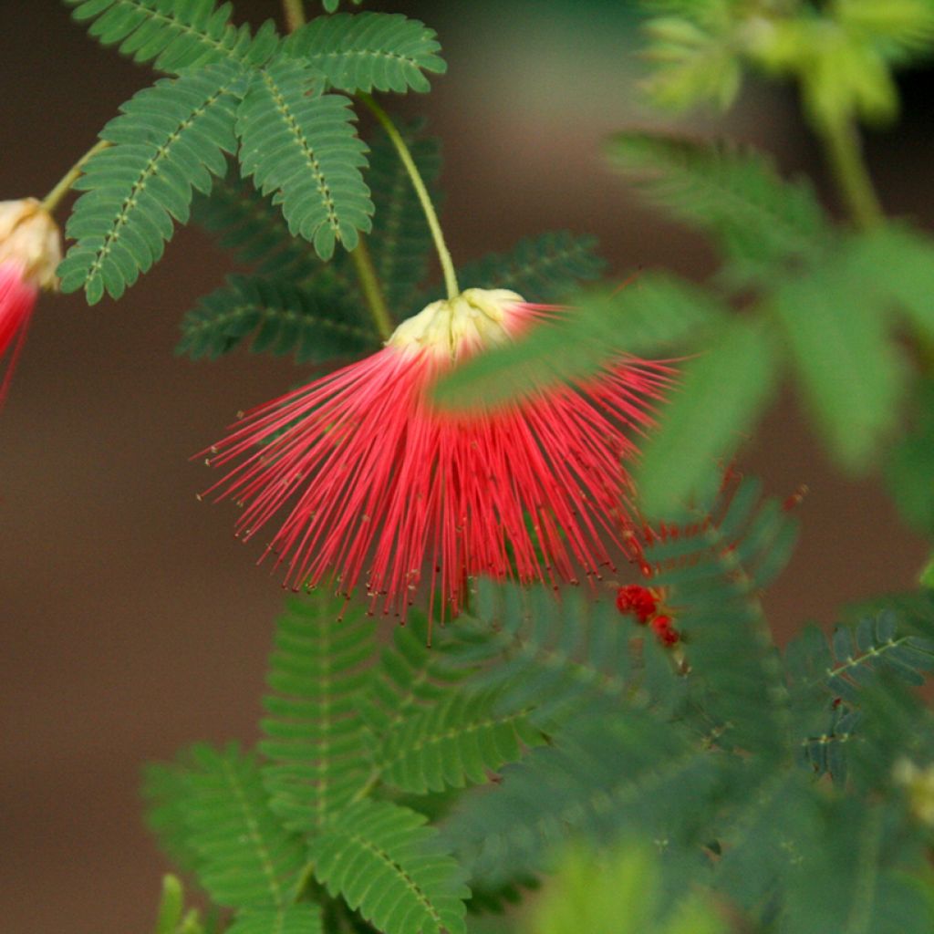 Acacia de Constantinopla Rouge de Tuilière - Albizia