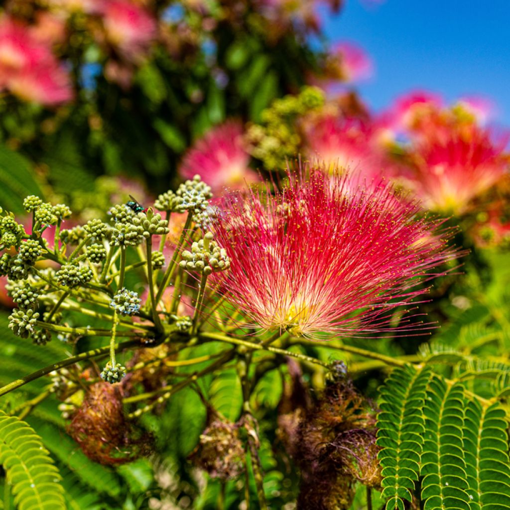 Acacia de Constantinopla Rouge de Tuilière - Albizia