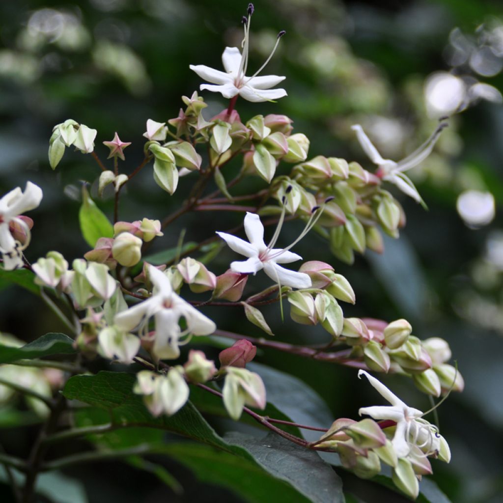 Clerodendrum trichotomum Fargesii - Arbol del destino