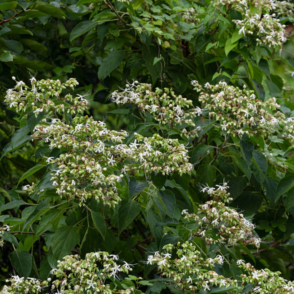 Clerodendrum trichotomum Fargesii - Arbol del destino