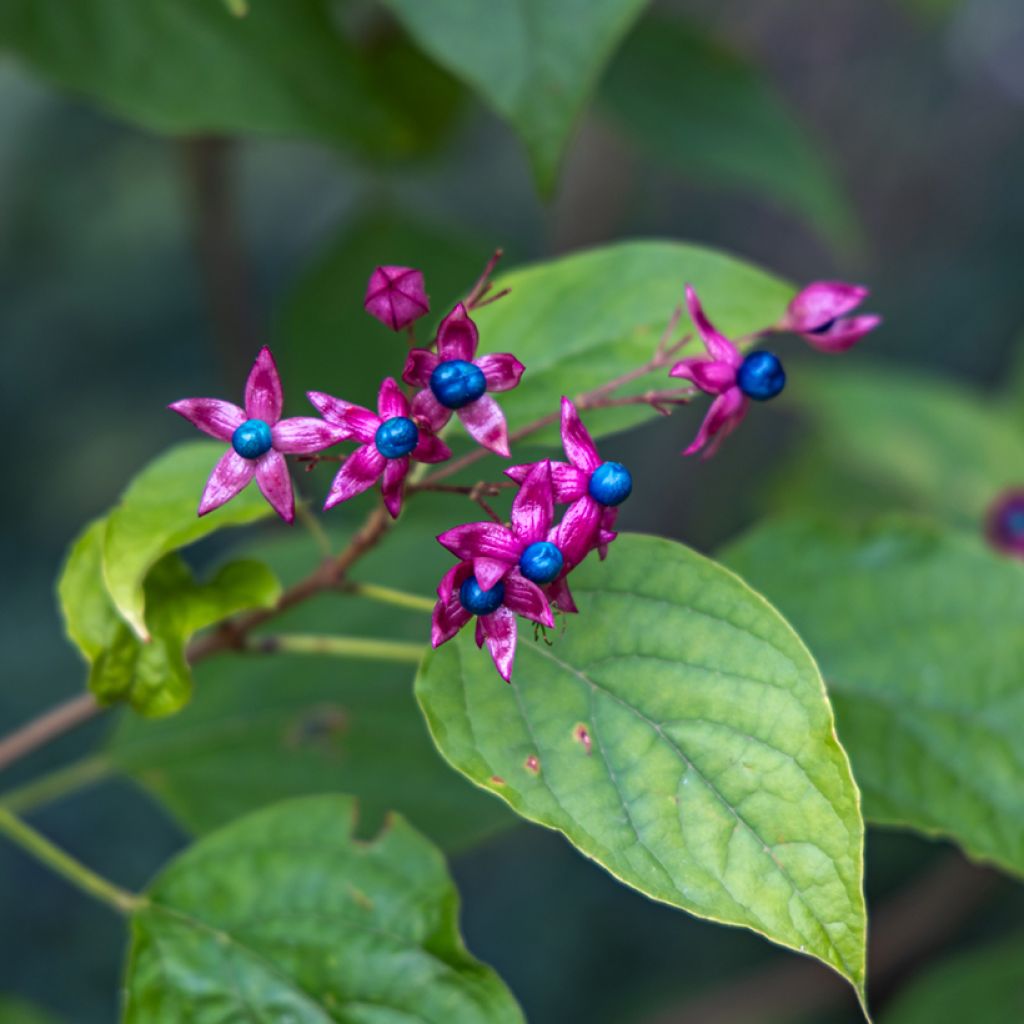 Clerodendrum trichotomum Fargesii - Arbol del destino