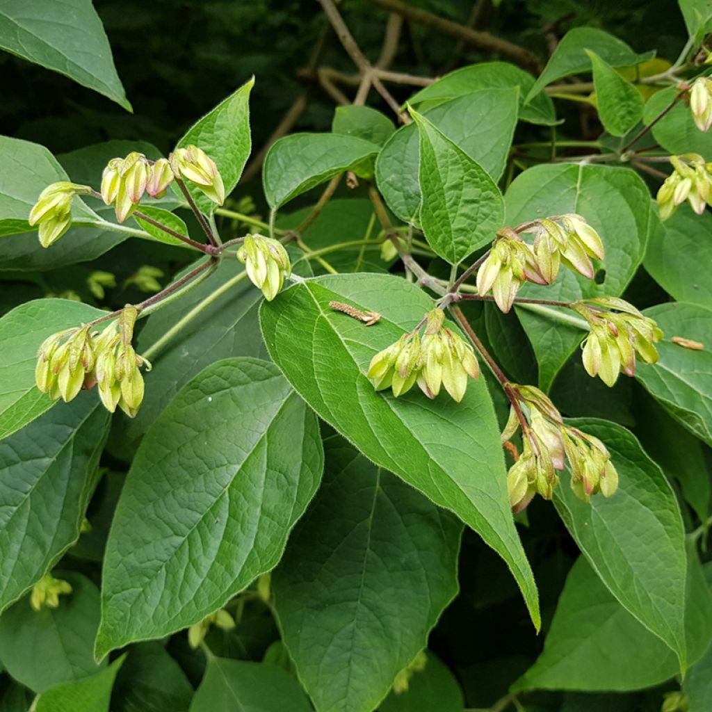 Clerodendrum trichotomum Fargesii - Arbol del destino