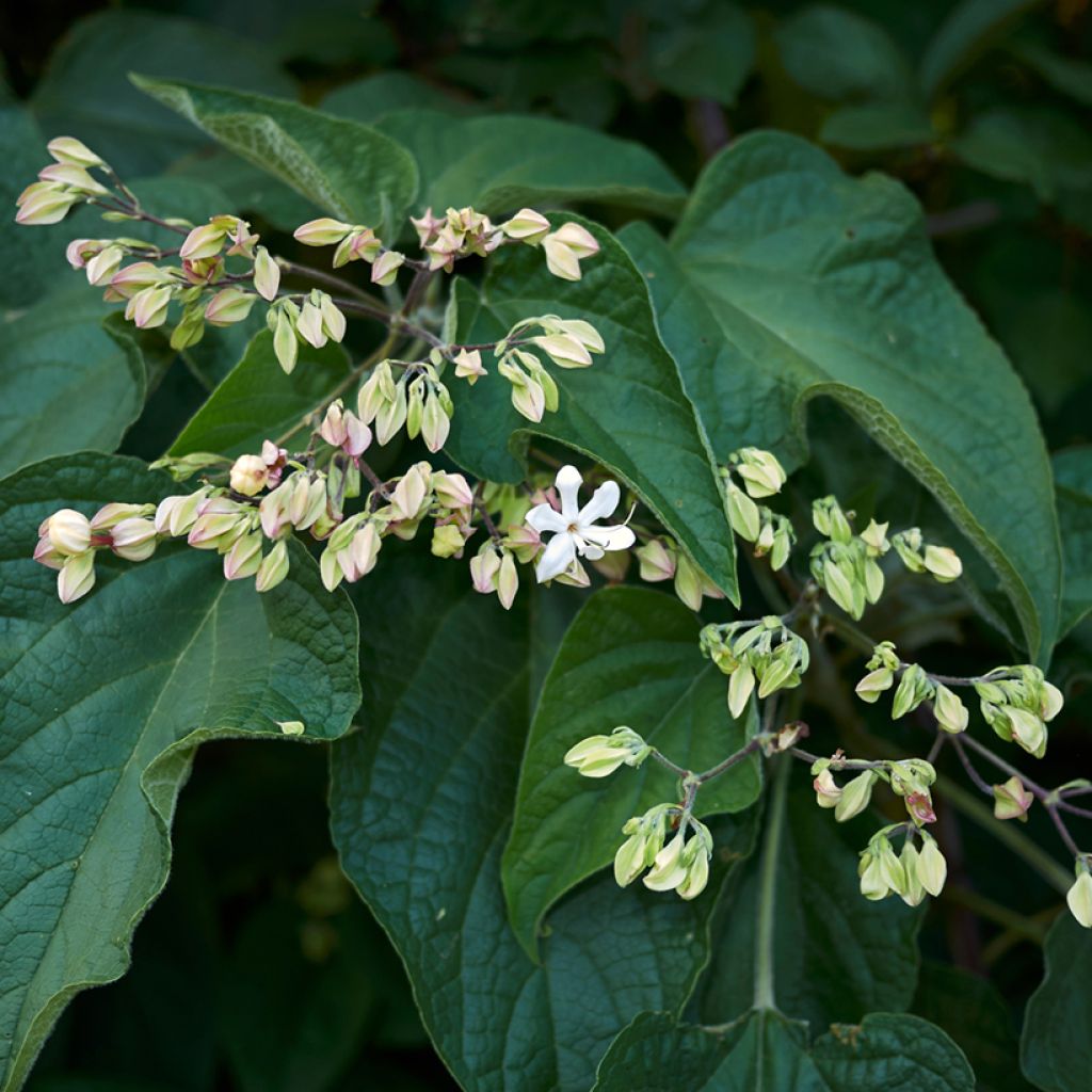 Clerodendrum trichotomum Fargesii - Arbol del destino