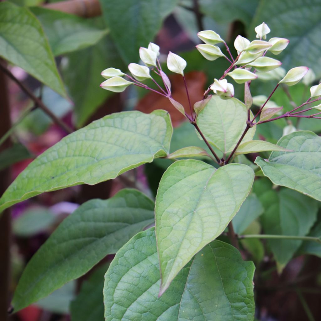 Clerodendrum trichotomum Fargesii - Arbol del destino