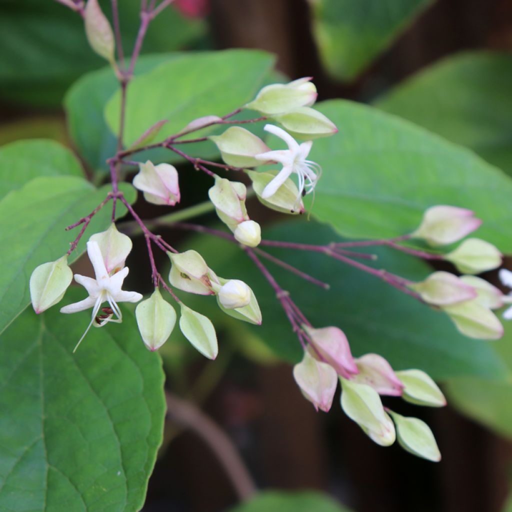 Clerodendrum trichotomum Fargesii - Arbol del destino