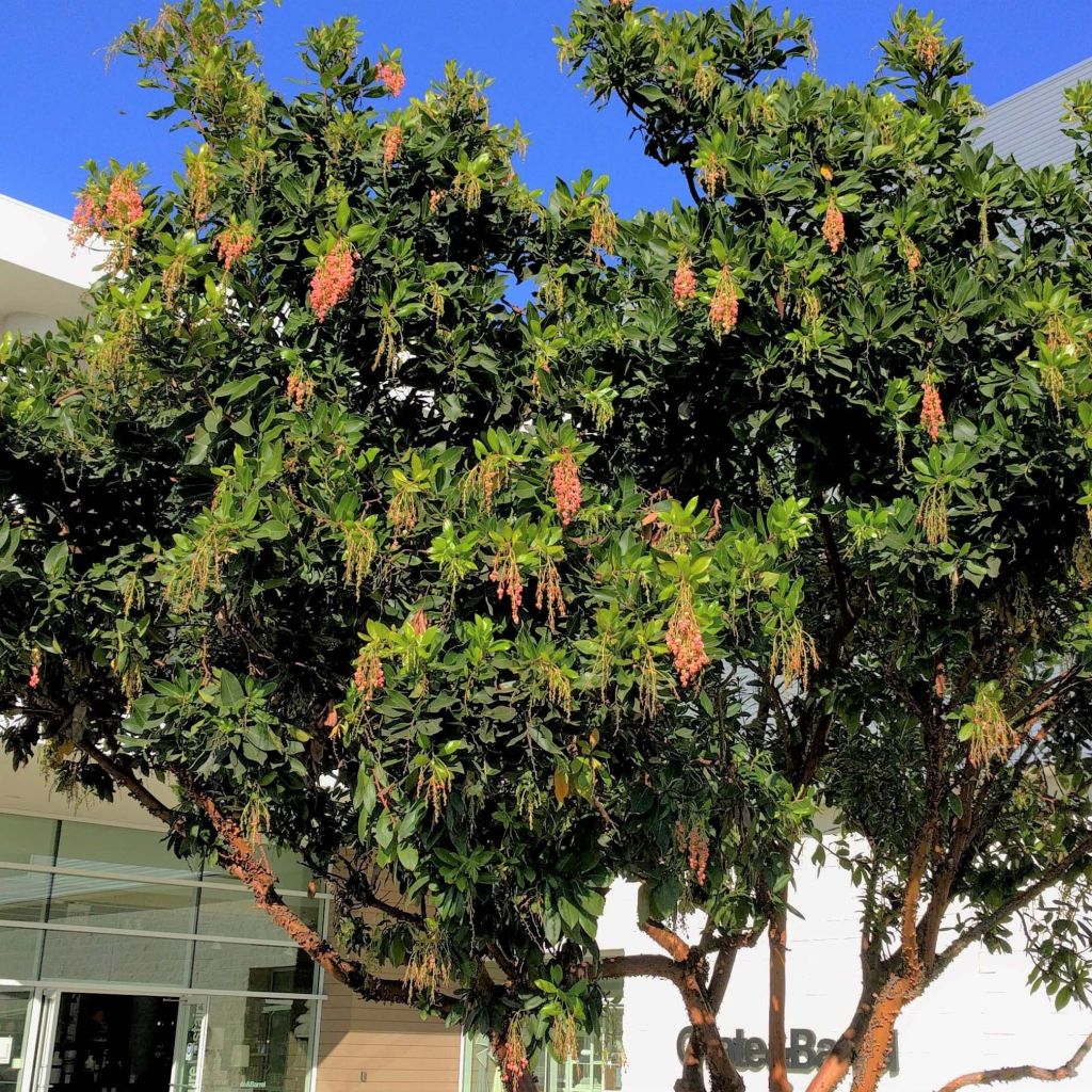 Madroño - Arbutus Marina