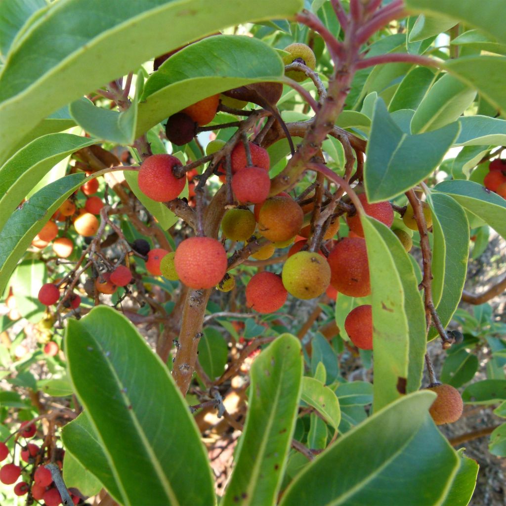 Madroño - Arbutus andrachne