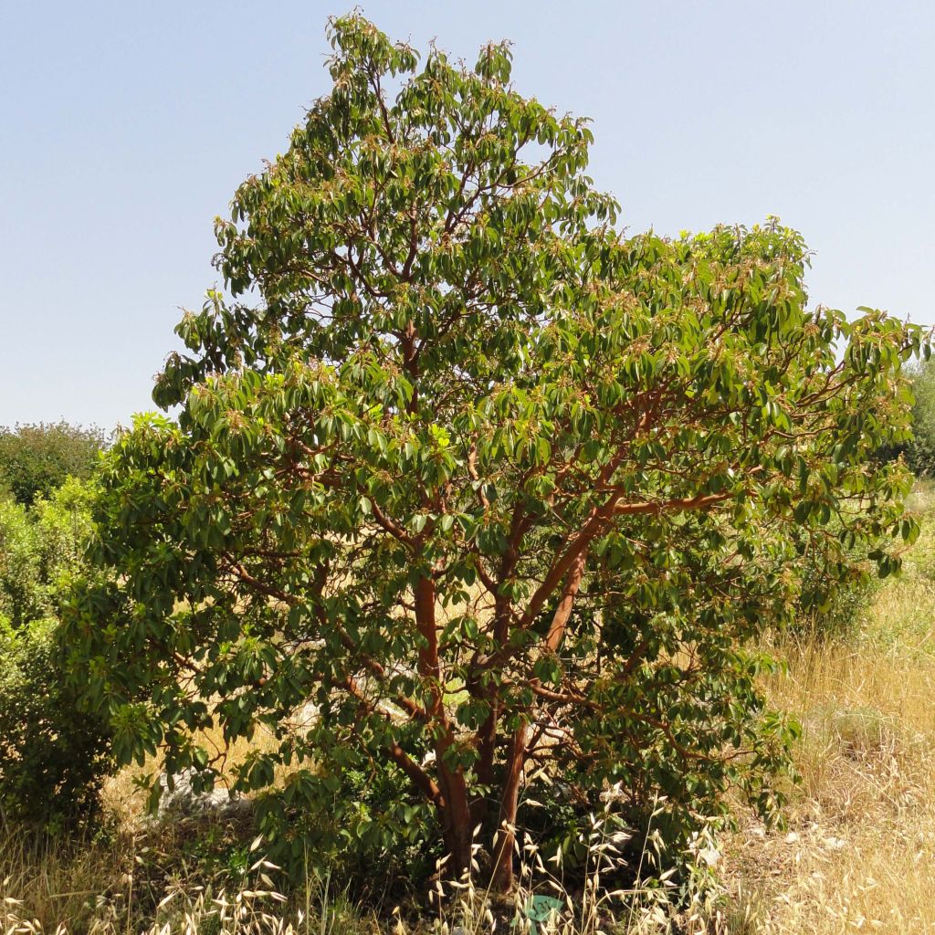 Madroño - Arbutus andrachne