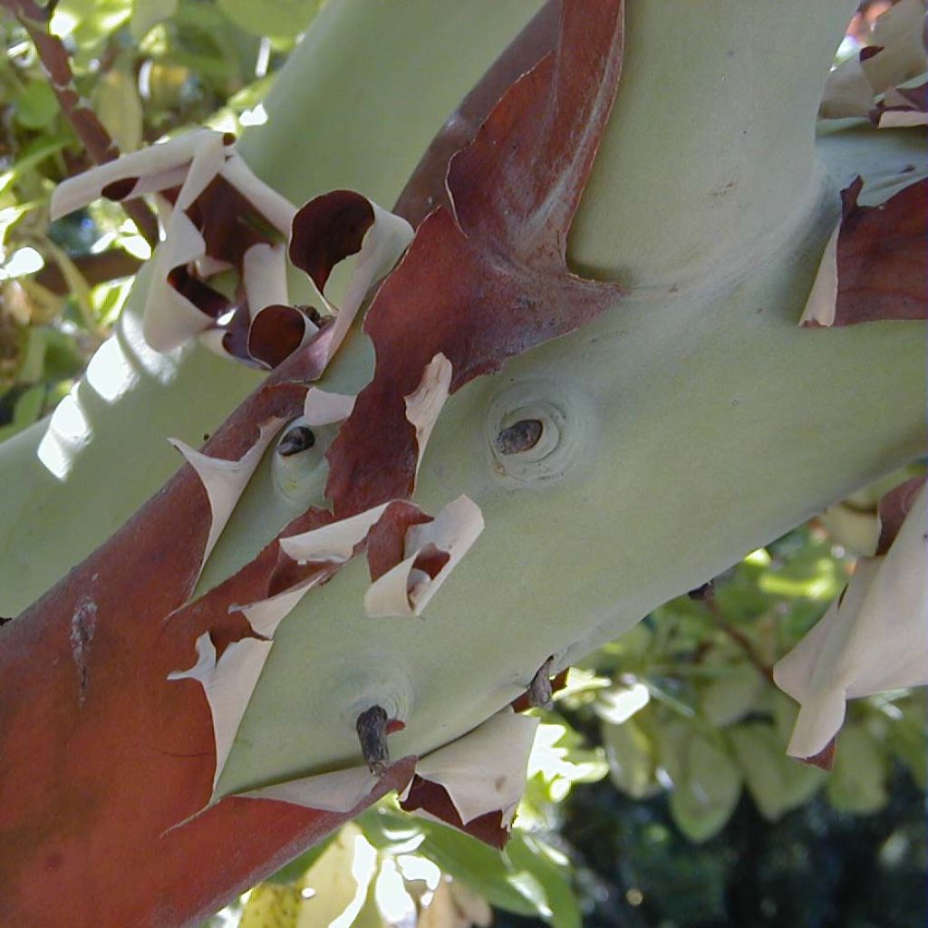 Madroño - Arbutus andrachne