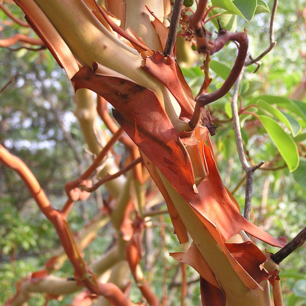 Madroño - Arbutus andrachne