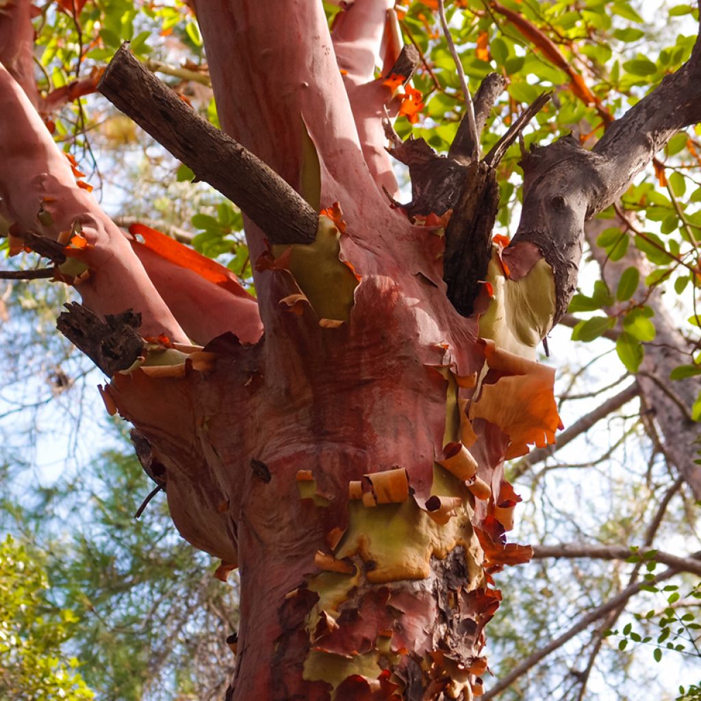 Madroño - Arbutus andrachne