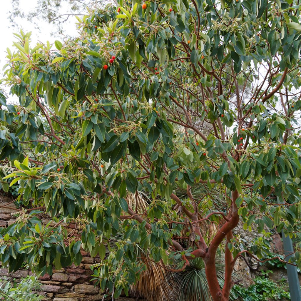 Madroño - Arbutus andrachne