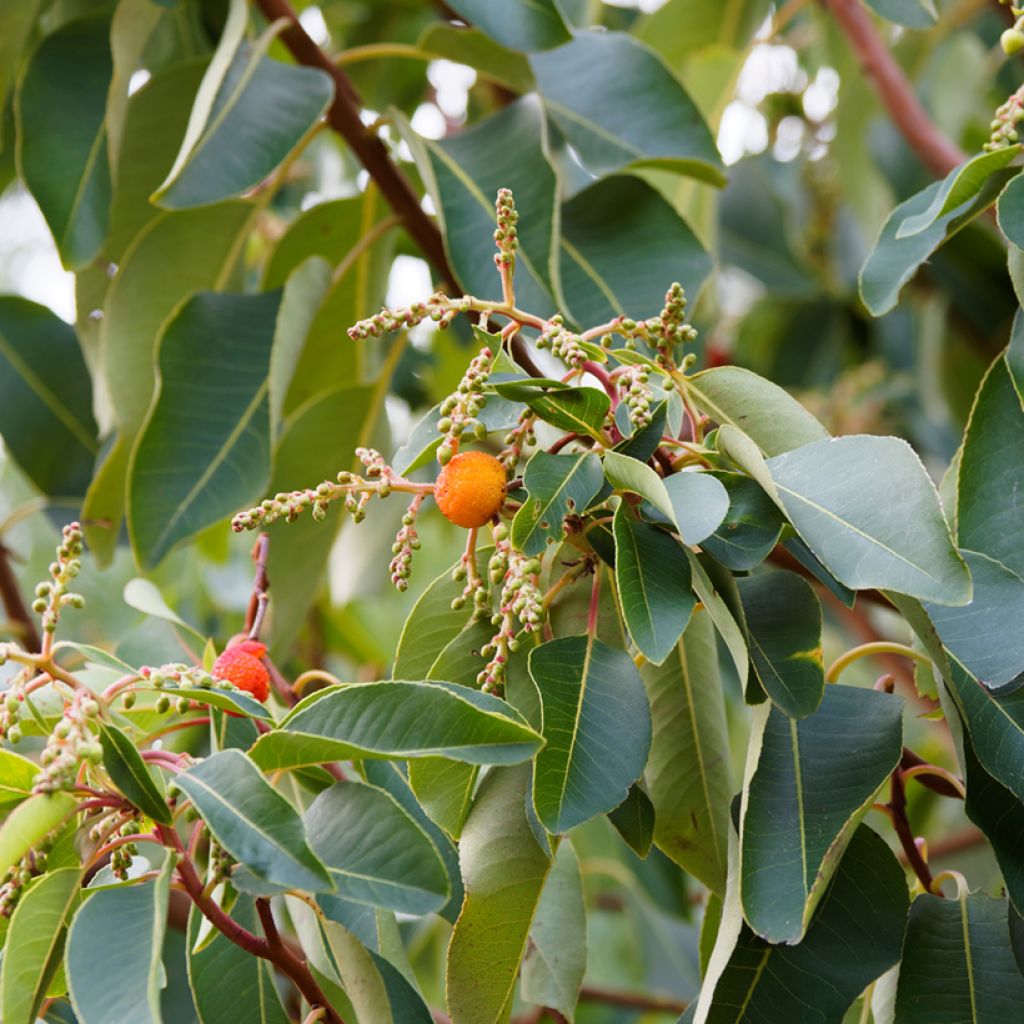 Madroño - Arbutus andrachne