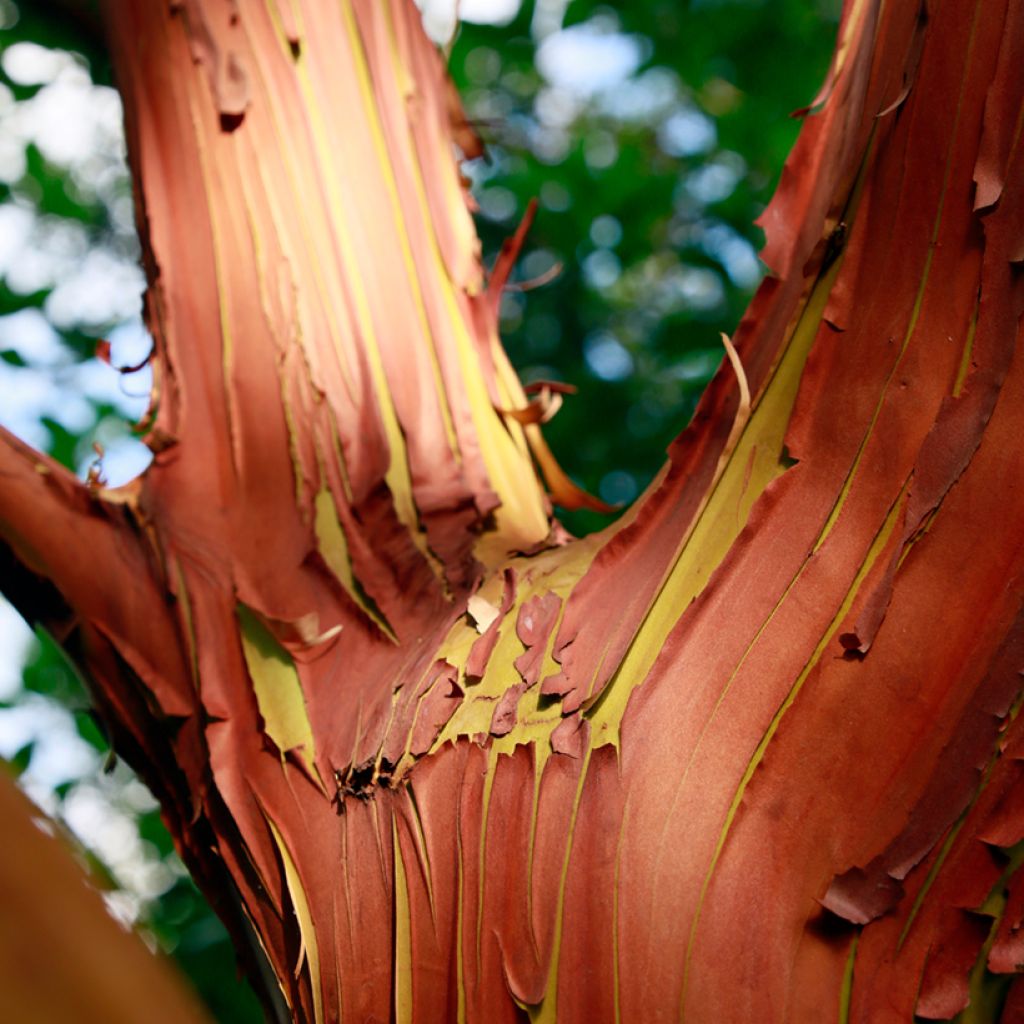 Madroño - Arbutus andrachne