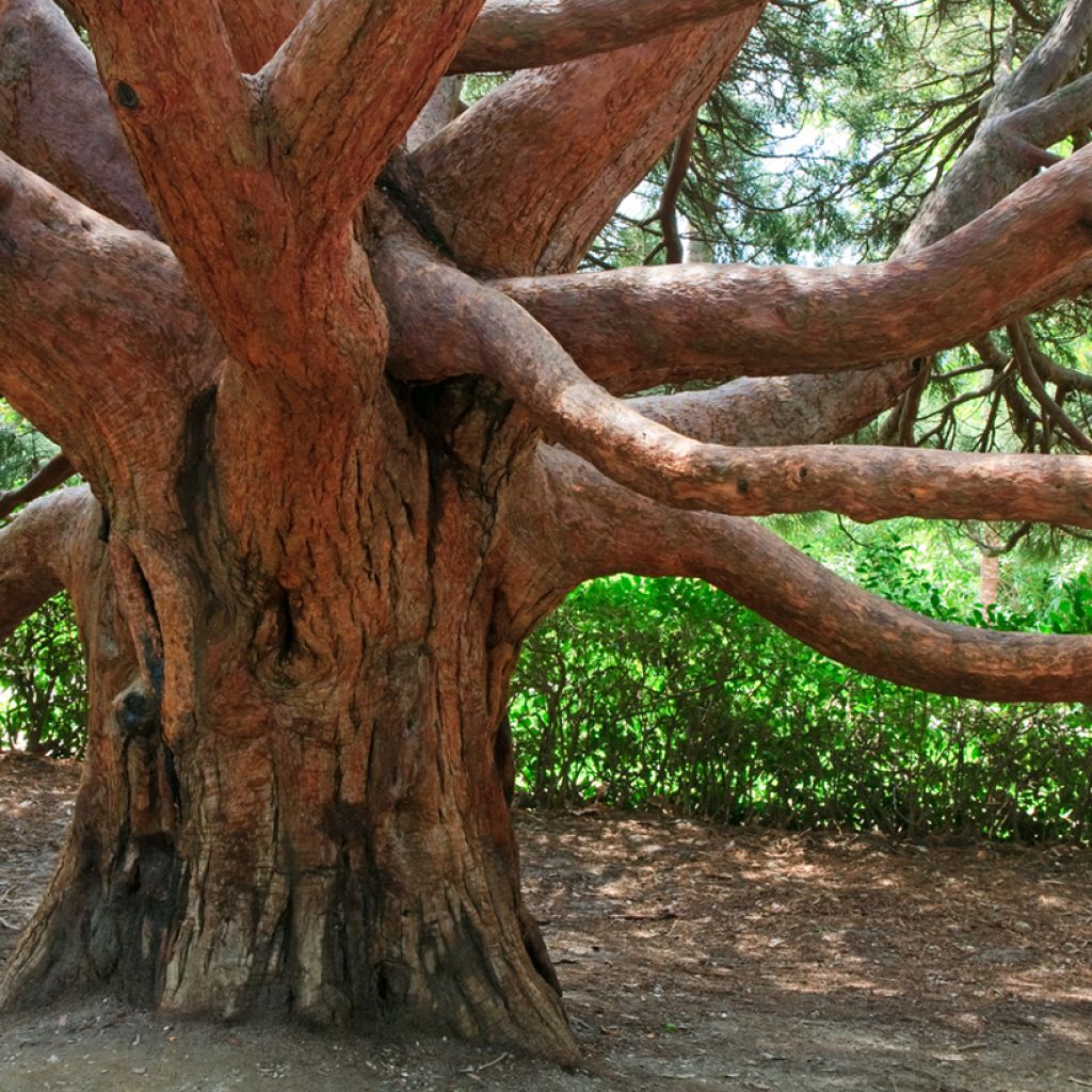 Madroño - Arbutus andrachne