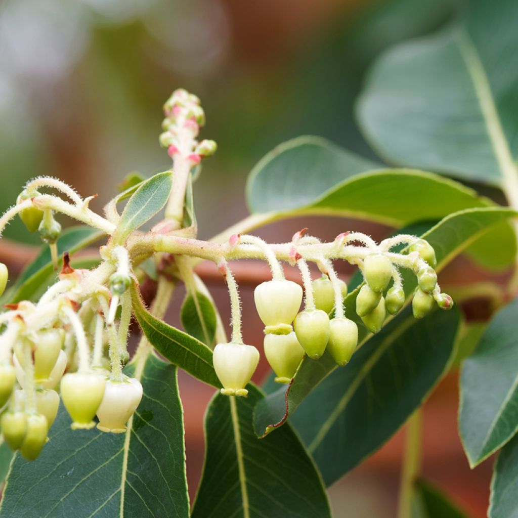 Madroño - Arbutus andrachne