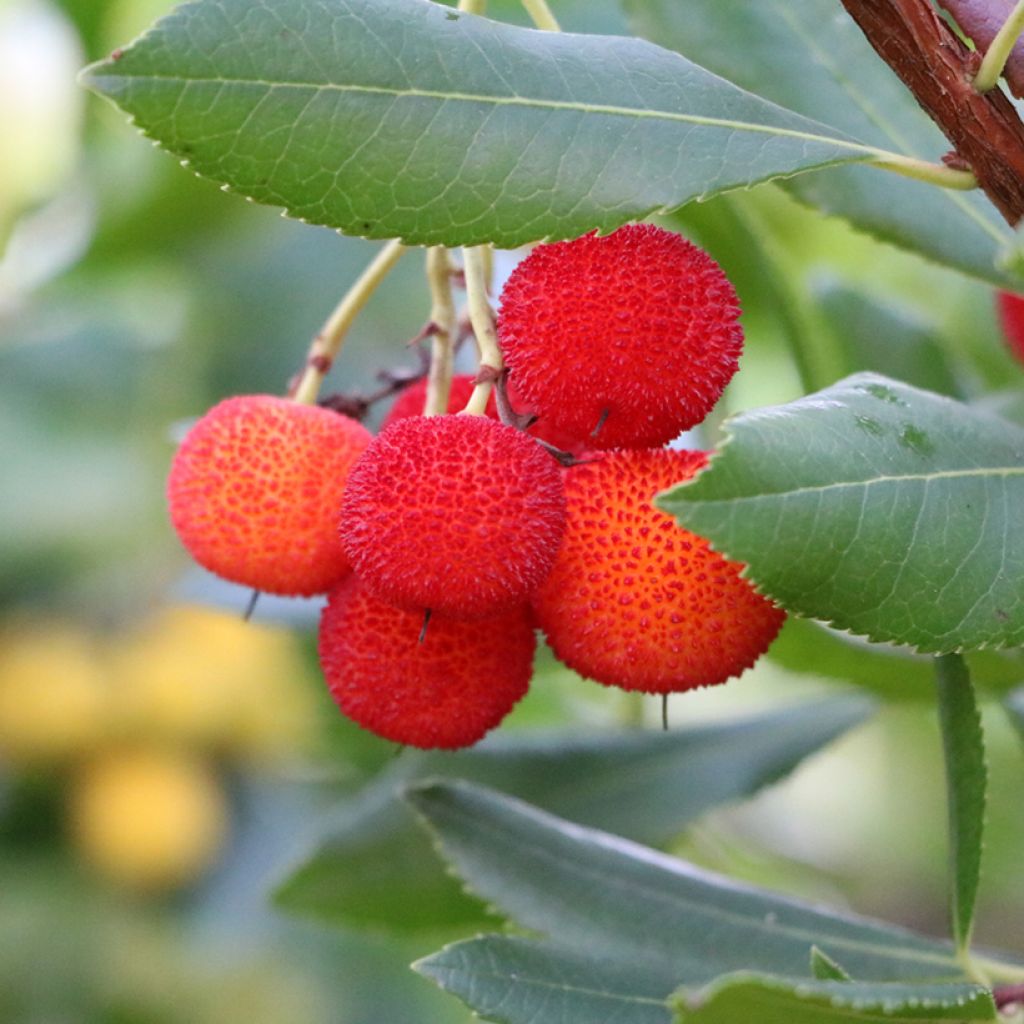 Madroño - Arbutus andrachne