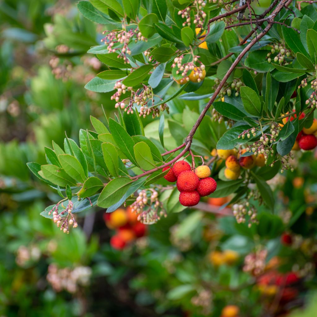 Madroño - Arbutus unedo