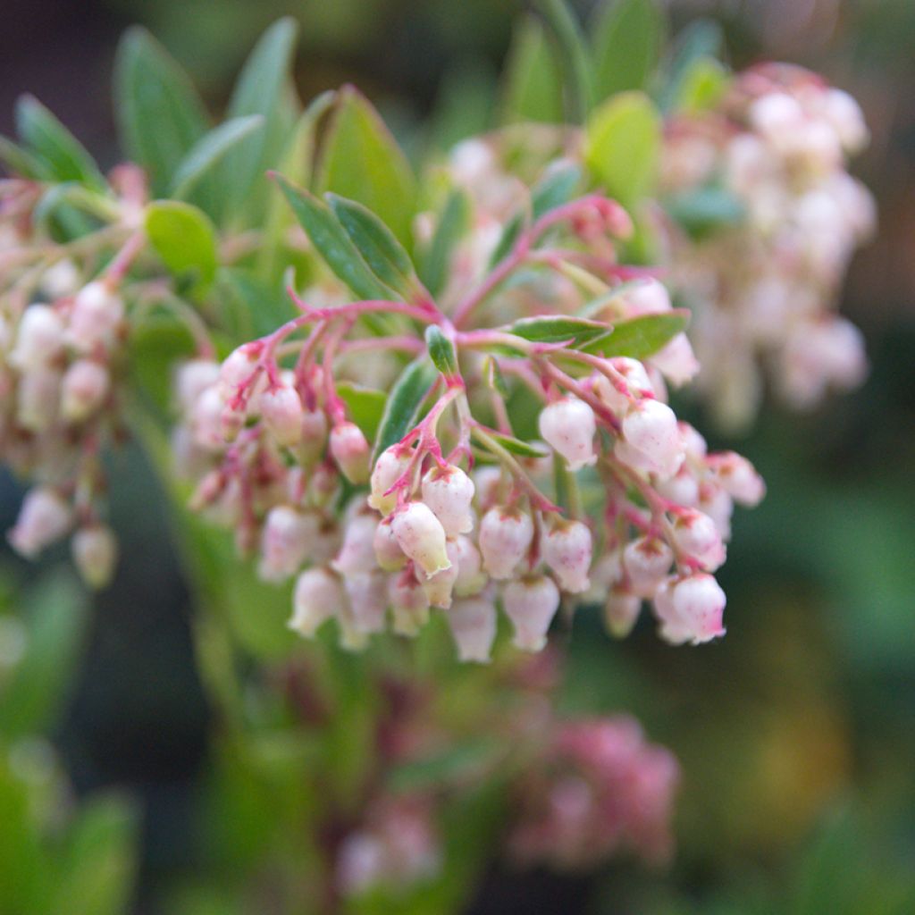 Madroño - Arbutus unedo