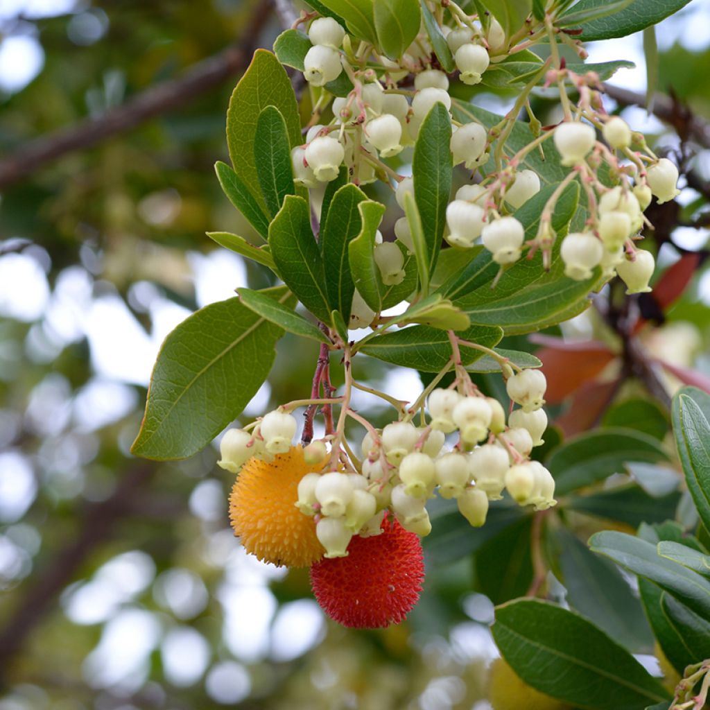 Madroño - Arbutus unedo