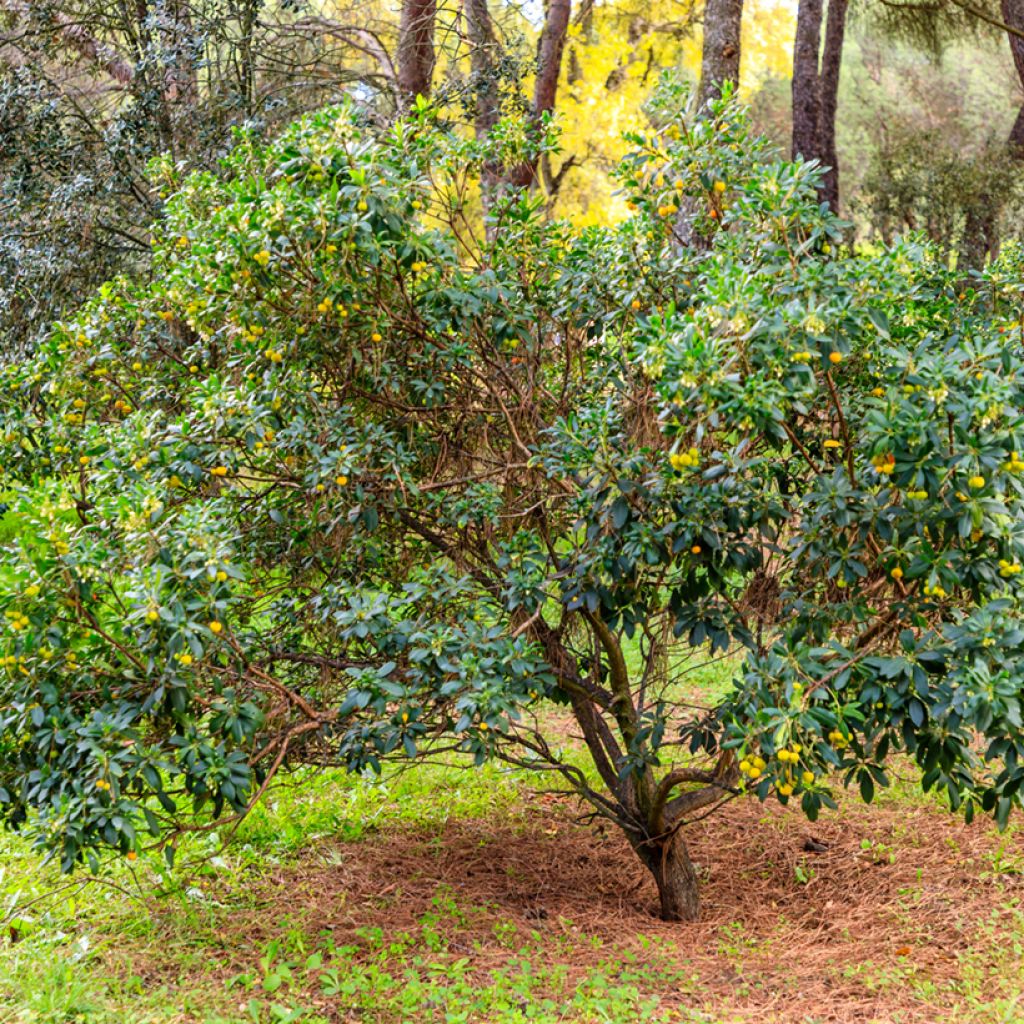 Madroño - Arbutus unedo