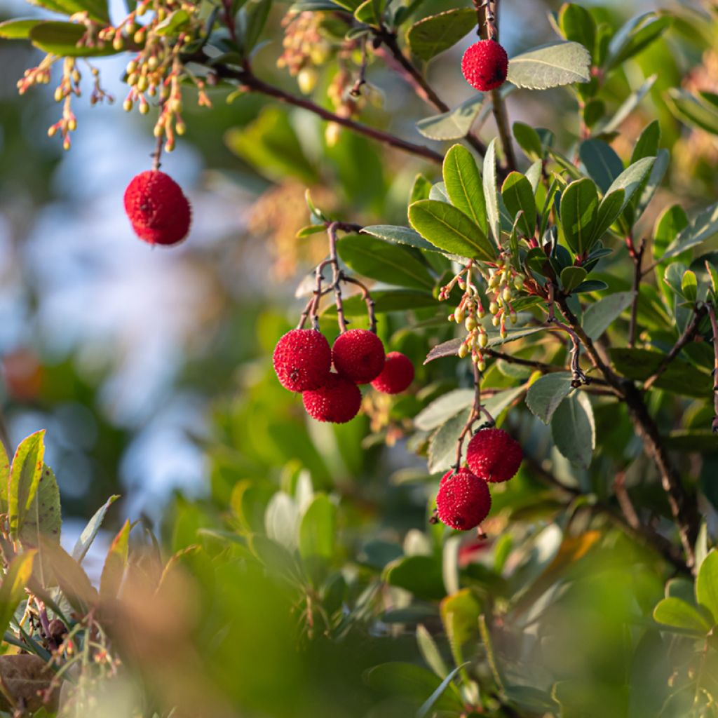 Madroño - Arbutus unedo