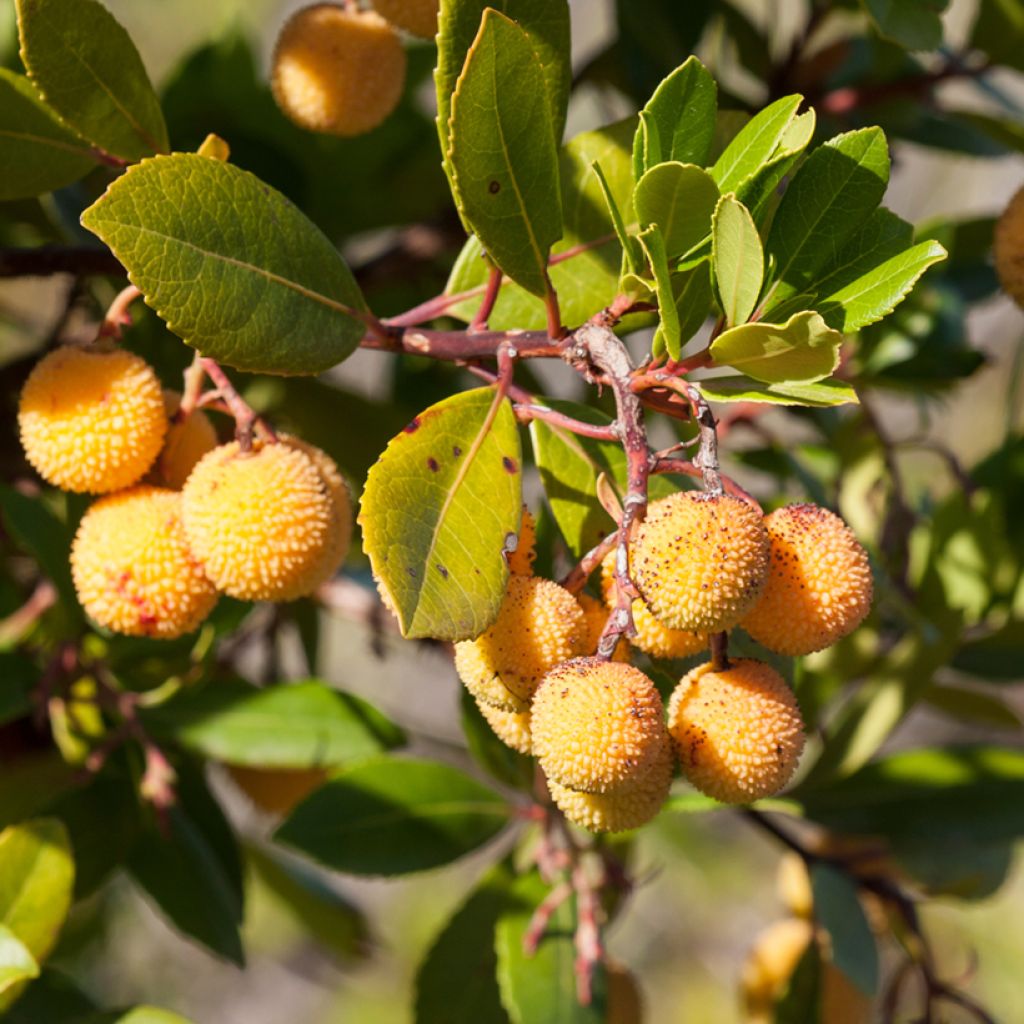 Madroño Atlantic - Arbutus unedo