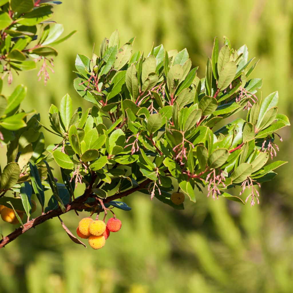 Madroño Atlantic - Arbutus unedo