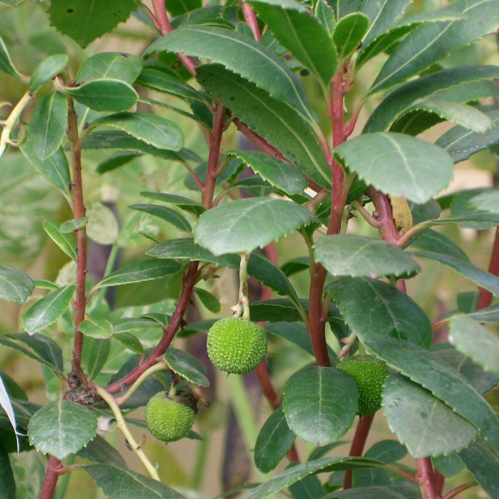 Madroño - Arbutus unedo Compacta