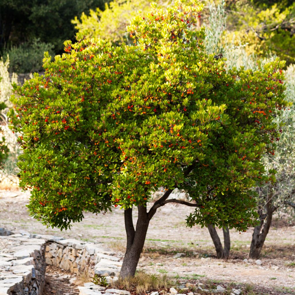 Madroño - Arbutus unedo Compacta