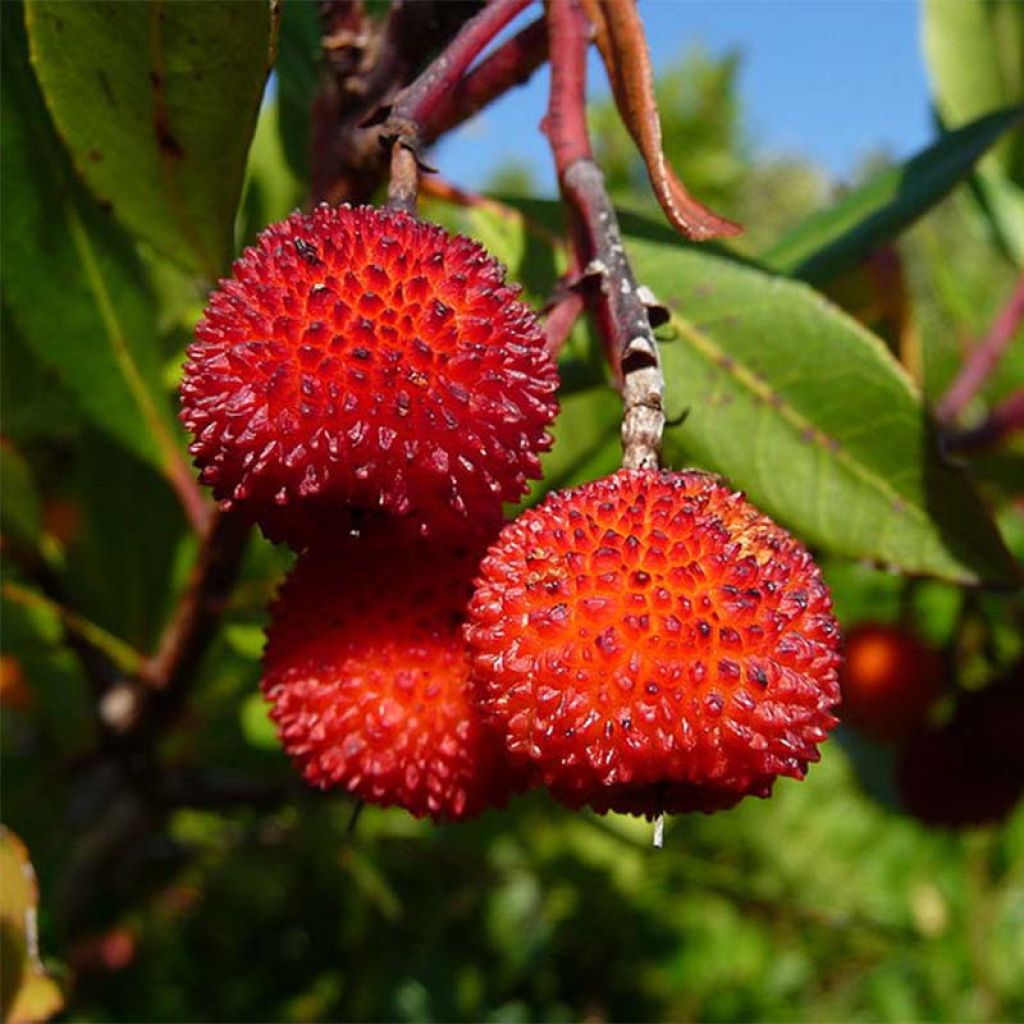 Madroño - Arbutus unedo Rubra