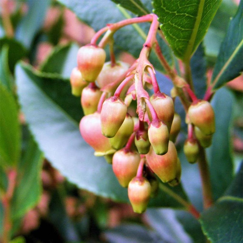 Madroño - Arbutus unedo Rubra