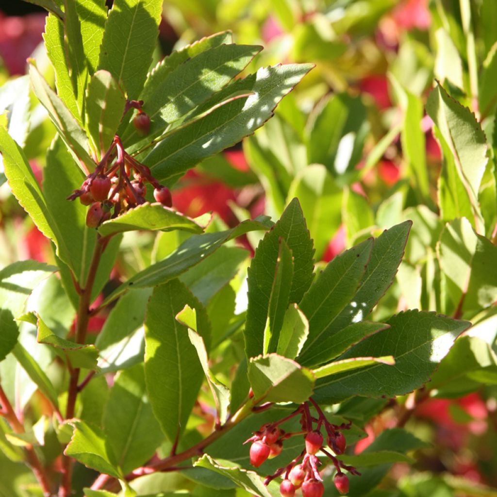 Madroño - Arbutus unedo Rubra