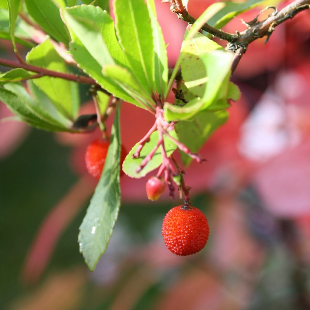 Madroño - Arbutus unedo Rubra