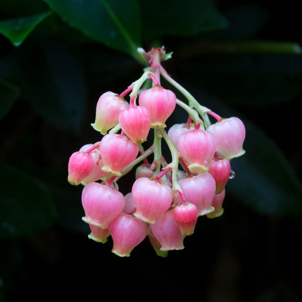 Madroño - Arbutus unedo Rubra