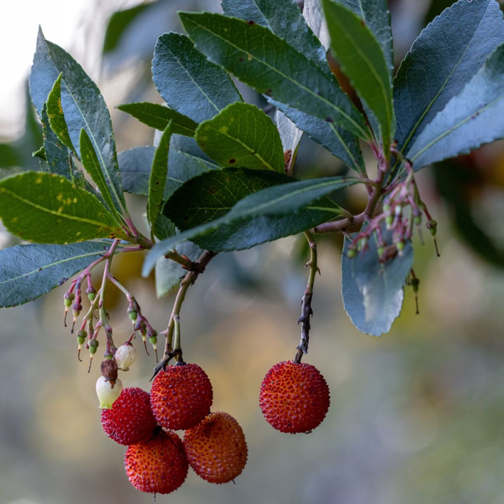 Madroño - Arbutus unedo Rubra