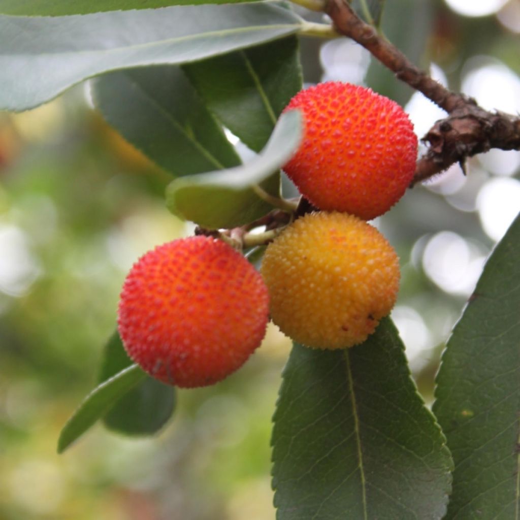 Madroño - Arbutus unedo