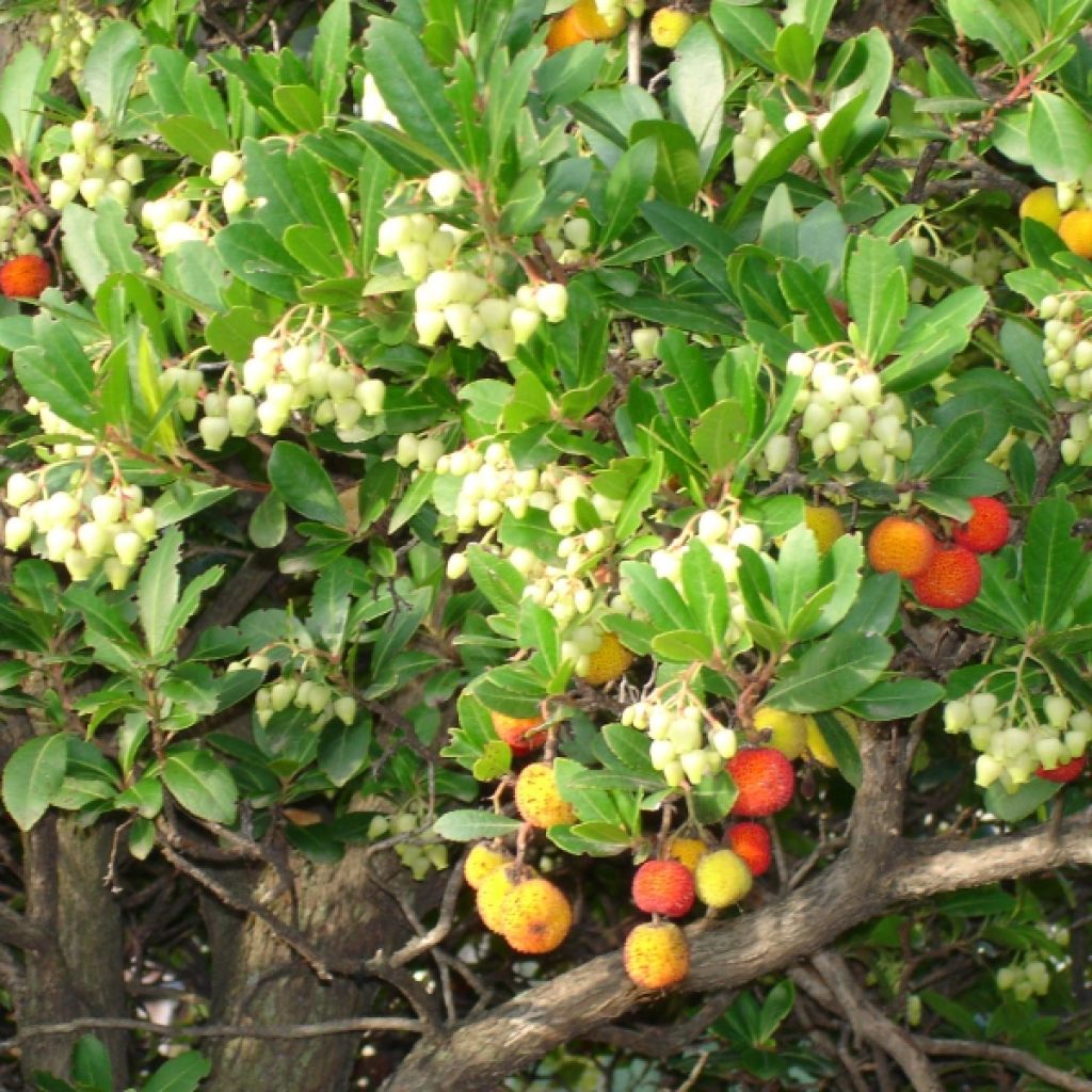 Madroño - Arbutus unedo