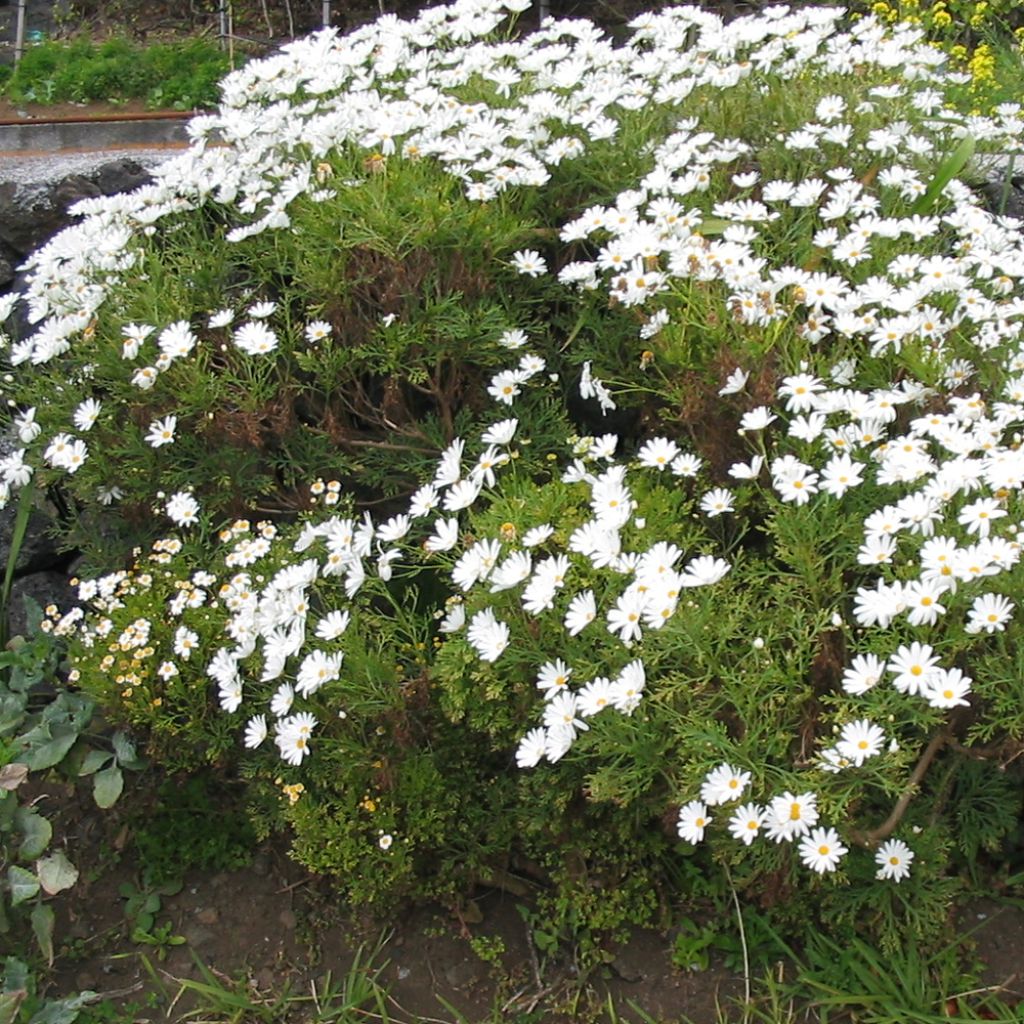 Argyranthemum Snowflake