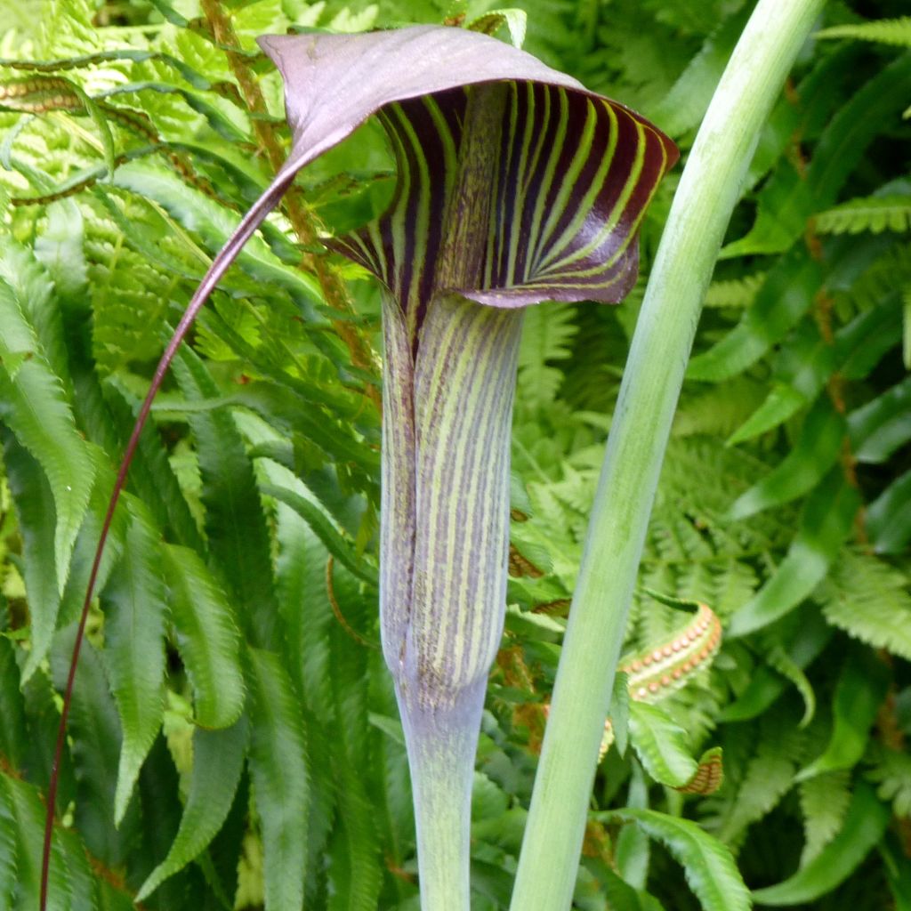 Arisaema consanguineum