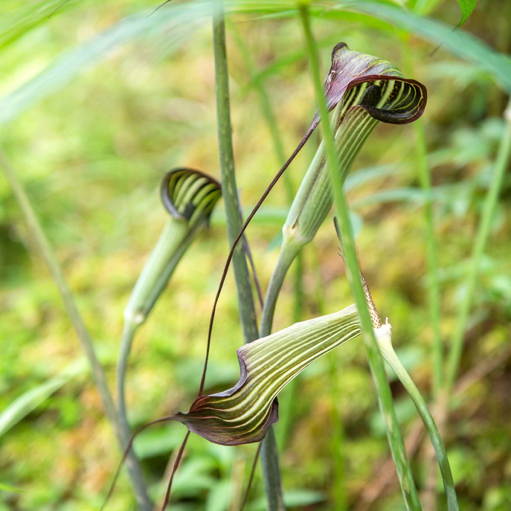 Arisaema erubescens